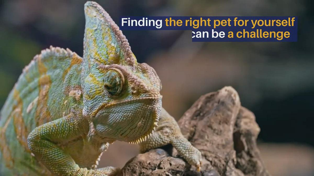 Reptilescove com Videos Reptilescove com Videos