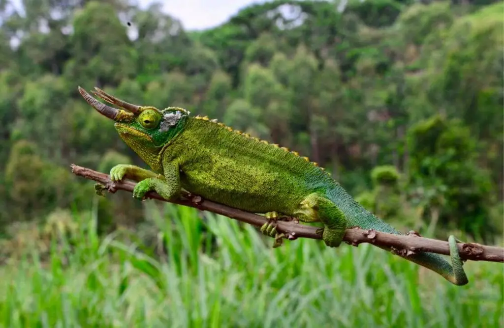 Jackson's Chameleon Care Sheet | Reptiles' Cove