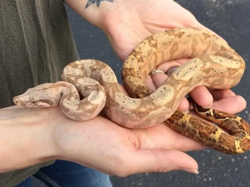 Snake Profile: Hog Island Boa (9 Amazing Photos) Snake