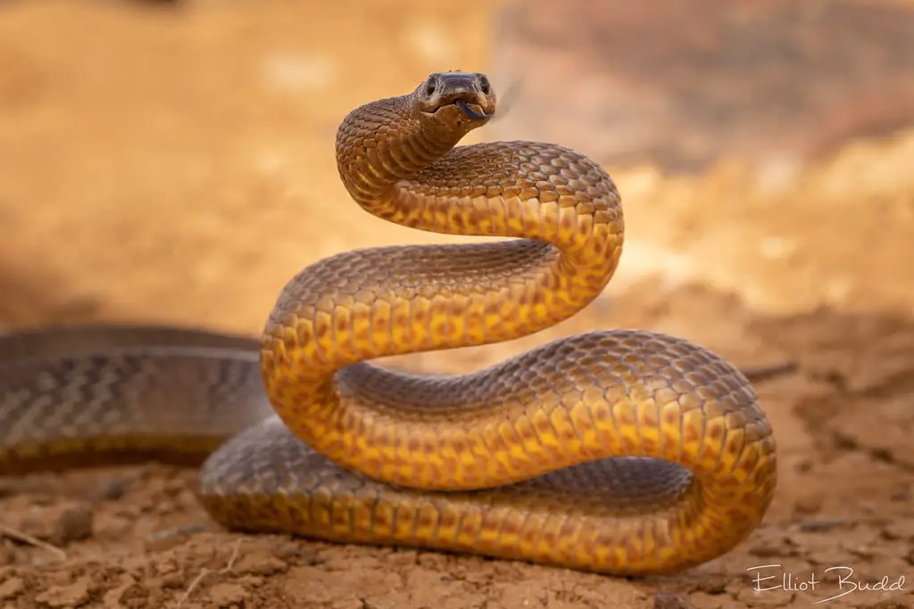 Inland Taipan Care Sheet | Reptiles' Cove