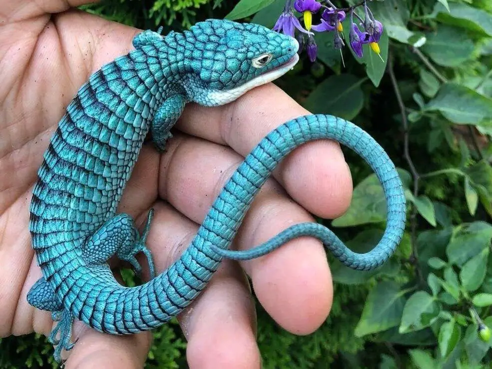 Buy baby abronia lizard for sale, a mexican aligator lizard for sale ...