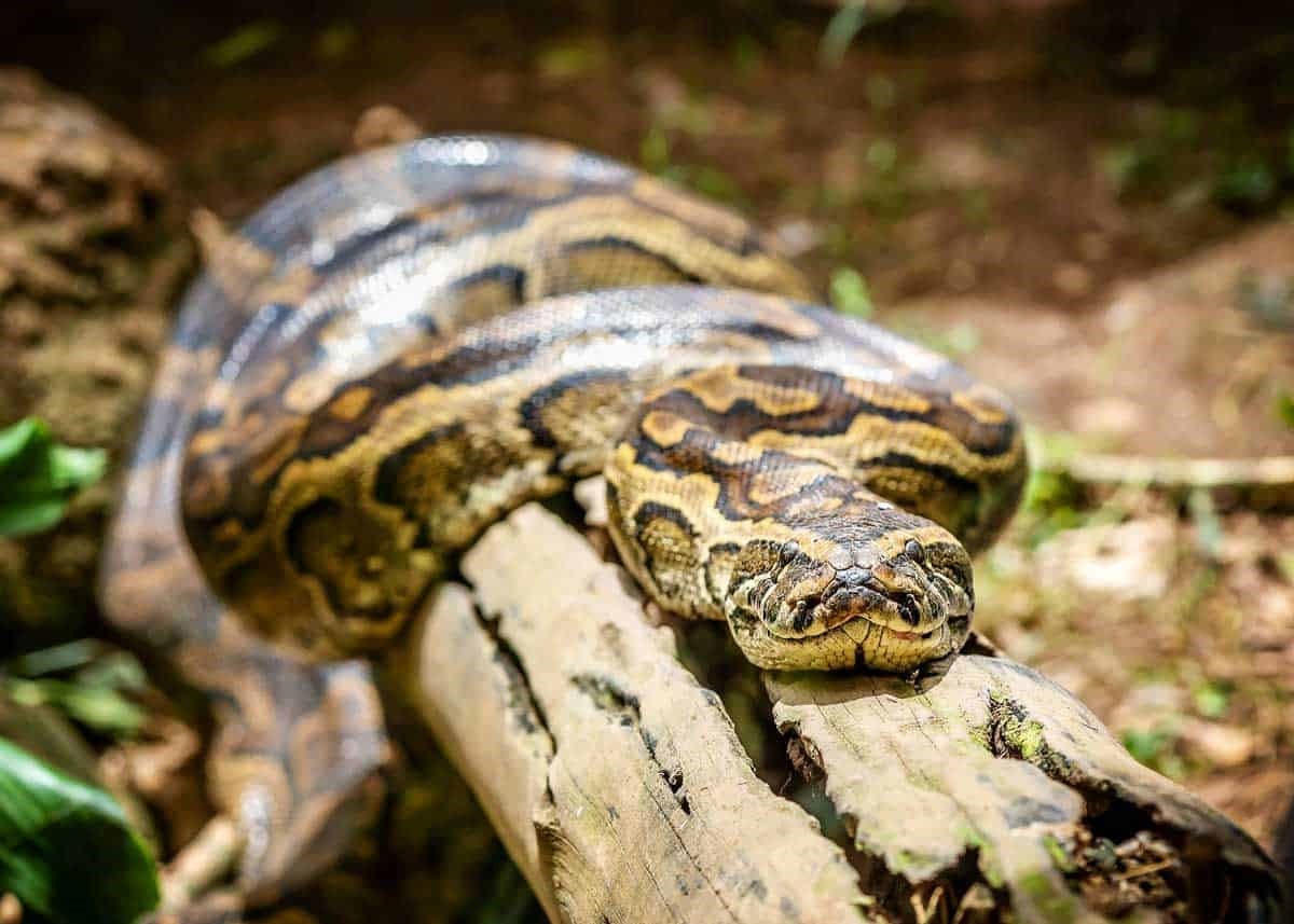 African Rock Python Care Sheet Reptiles Cove   African Rock Python Habitat Lifespan 