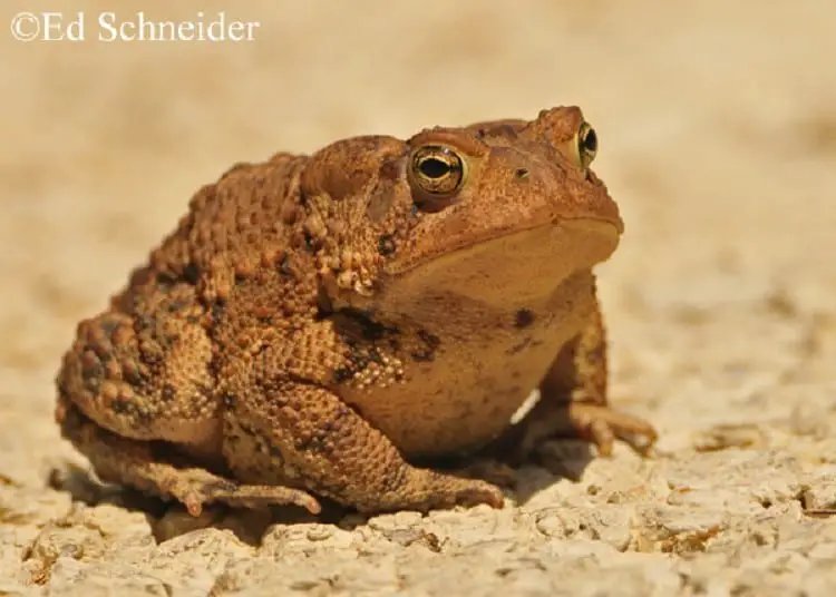 American Toad Care Sheet | Reptiles' Cove