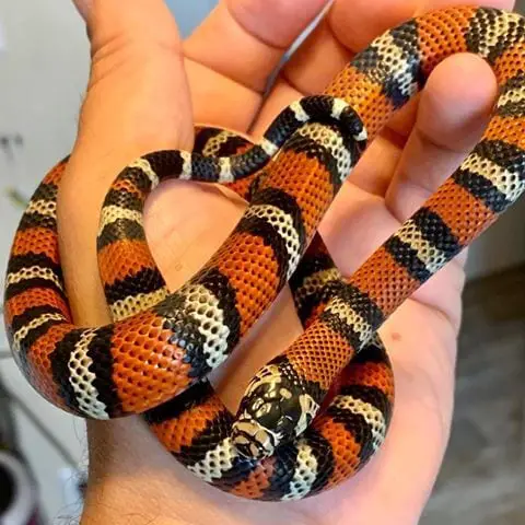 milksnake handling