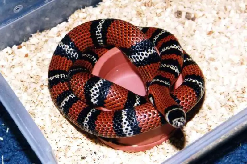 milksnake egs