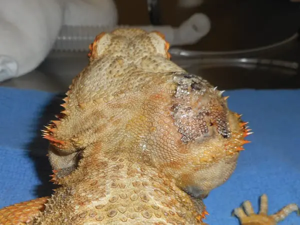 Description: Image result for bearded dragon aneurysm