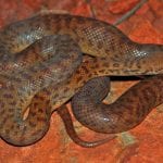 Pygmy python (Antaresia perthensis)