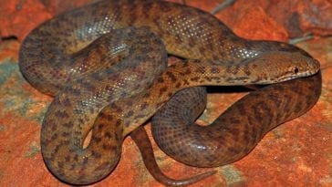 Pygmy python (Antaresia perthensis)