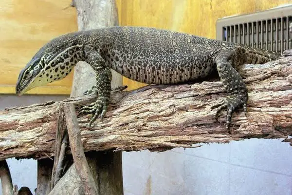 argus monitor lifespan