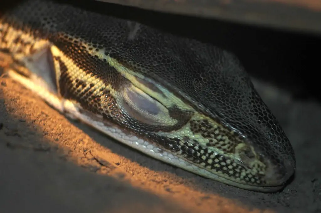 argus monitor lizard