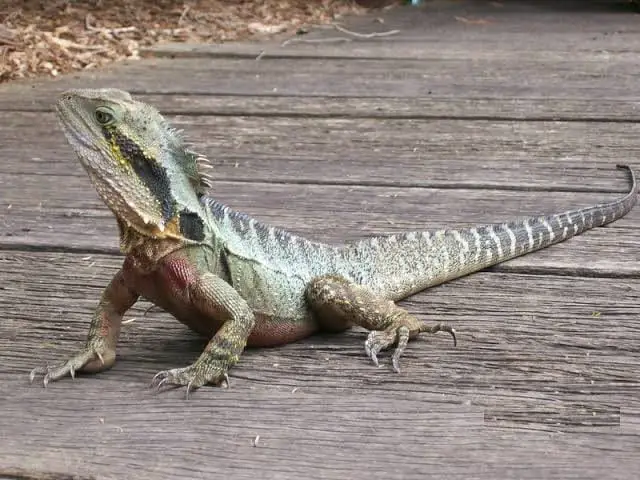 Australian Water Dragon Care Sheet | Reptiles' Cove