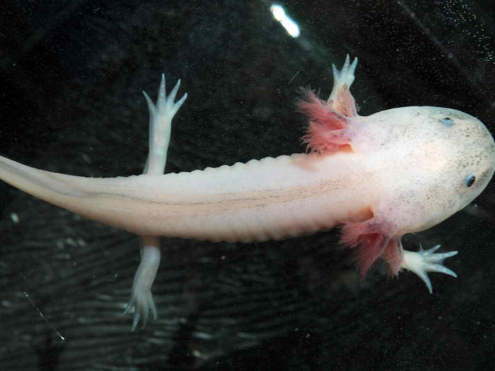 Description: axolotl