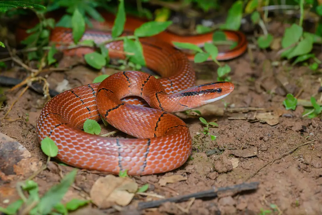 Bamboo Rat Snake Care Sheet Reptiles Cove