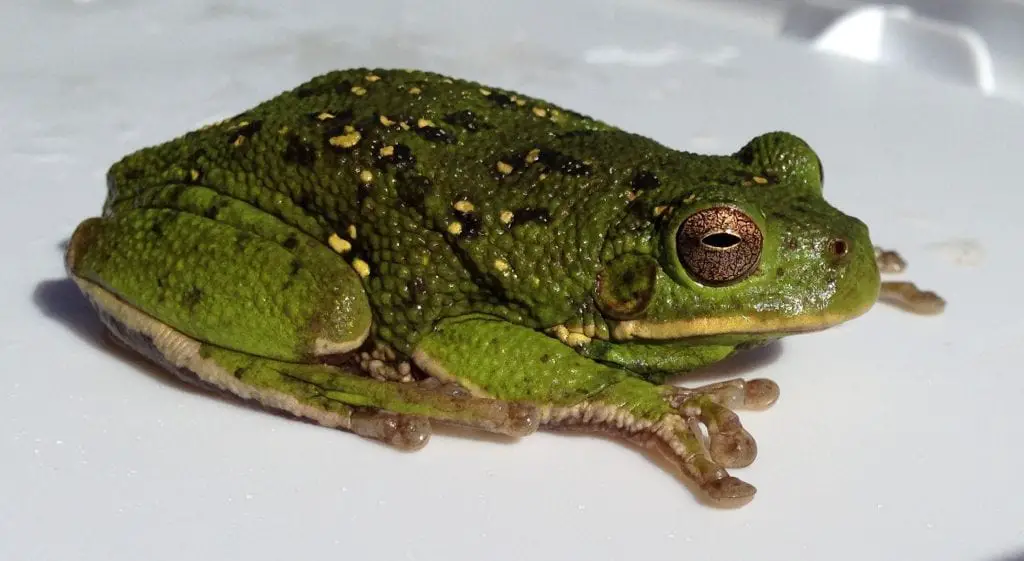 Barking Tree Frog Care Sheet | Reptiles' Cove