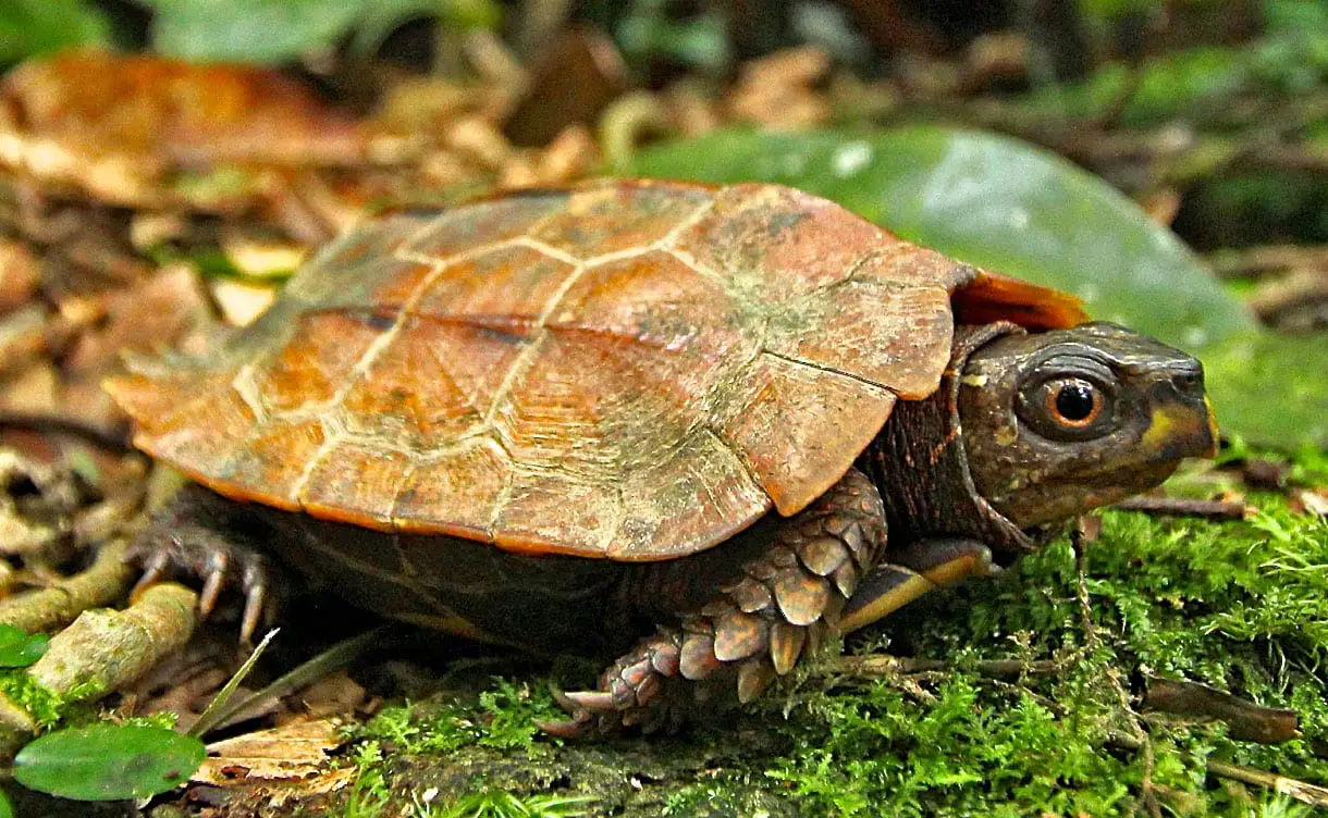 Black Breasted Leaf Turtle