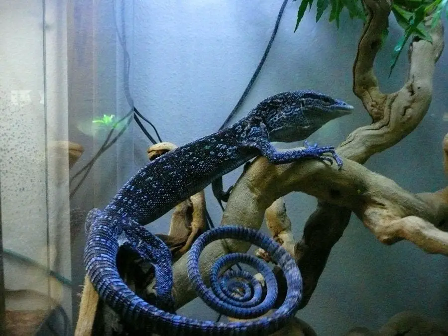 Blue tree monitor clearance price