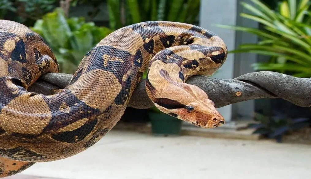 anaconda vs boa constrictor size