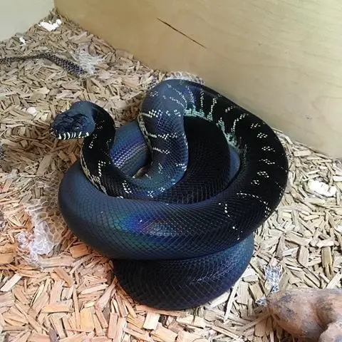 python boelen boelens