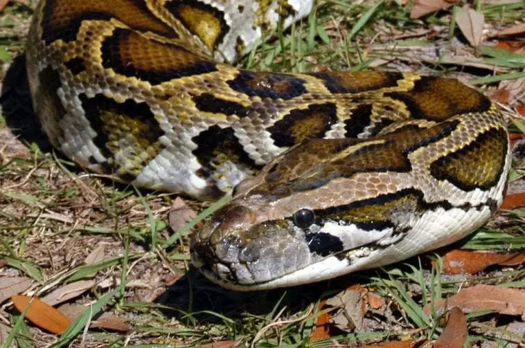 burmese-python-care-sheet-reptiles-cove