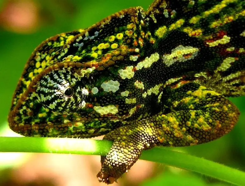 Carpet chameleon, Furcifer lateralis – Leap Habitats