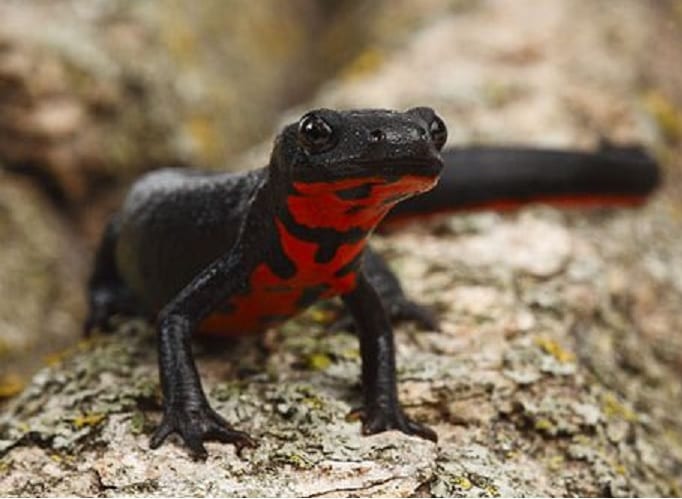 Chinese-Fire-Bellied-Newt.jpg