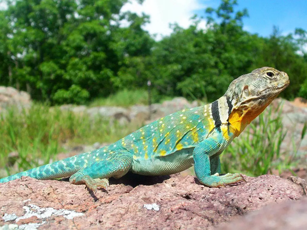 Collared Lizard Care Sheet Reptiles' Cove