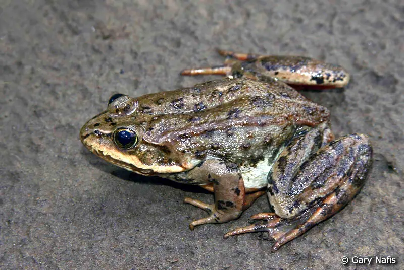 Description: Resulta ng larawan para sa columbia spotted frog images