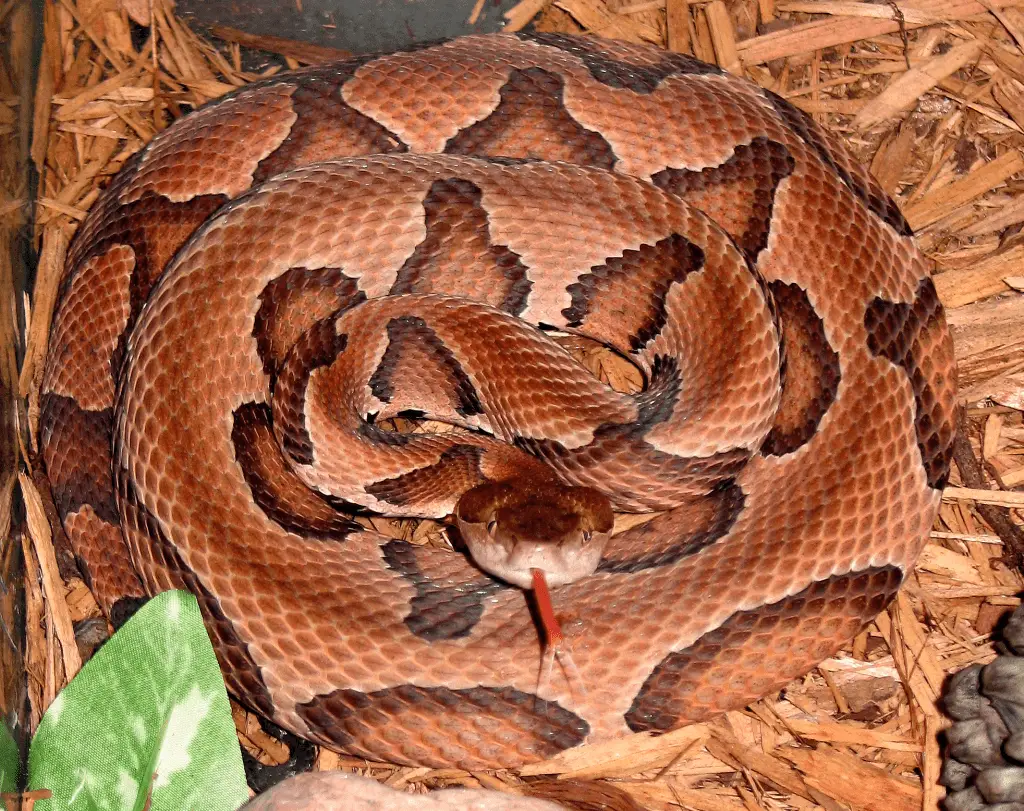 Copperhead Snake Care Sheet Reptiles Cove