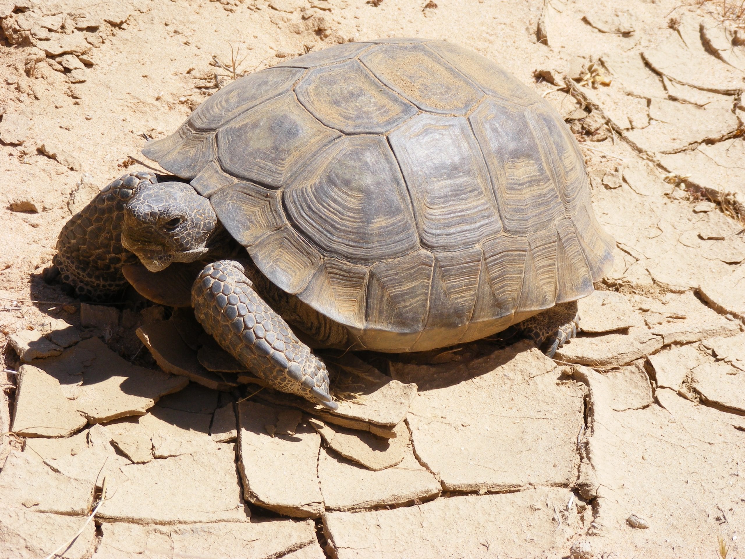 desert-tortoise-care-sheet-reptiles-cove