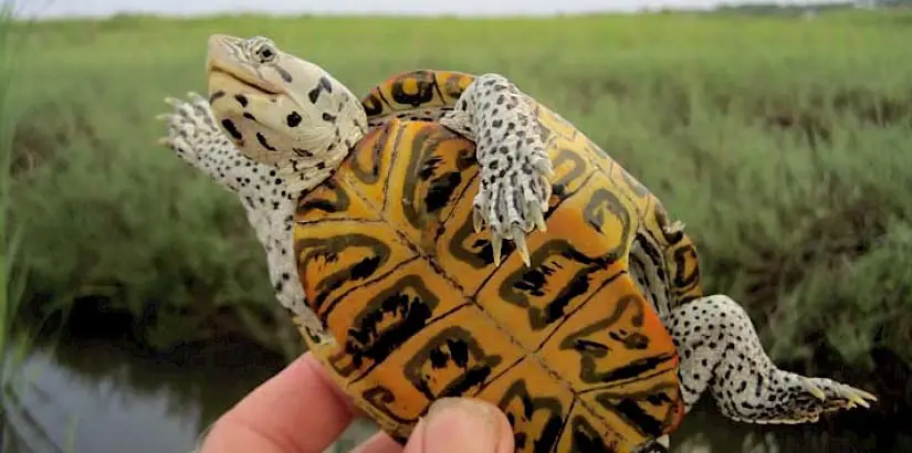 Download Diamondback Terrapin Care Sheet | Reptiles' Cove