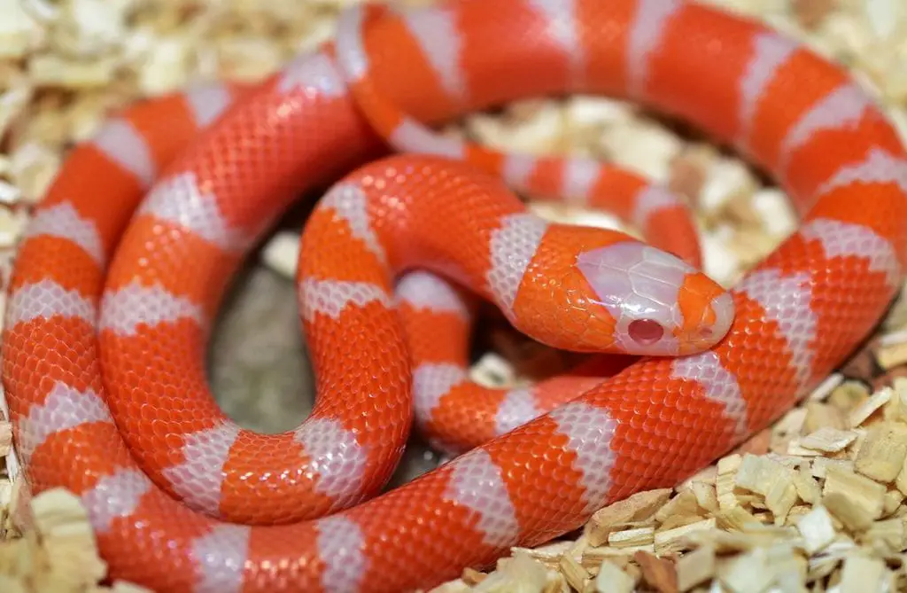 lizard escapes lots of snakes