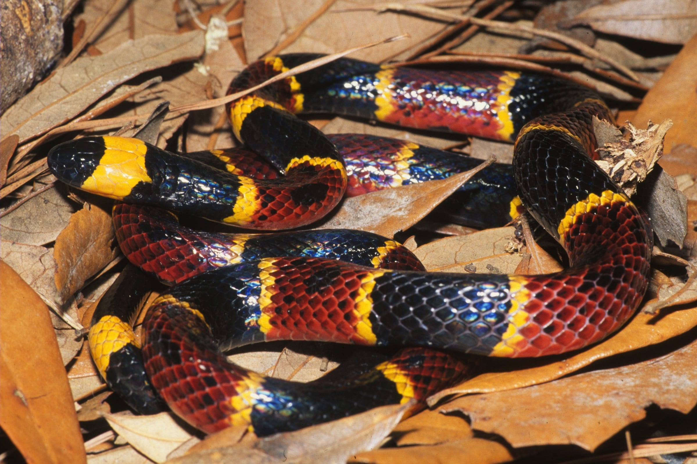 Eastern Coral Snake Care Sheet | Reptiles' Cove