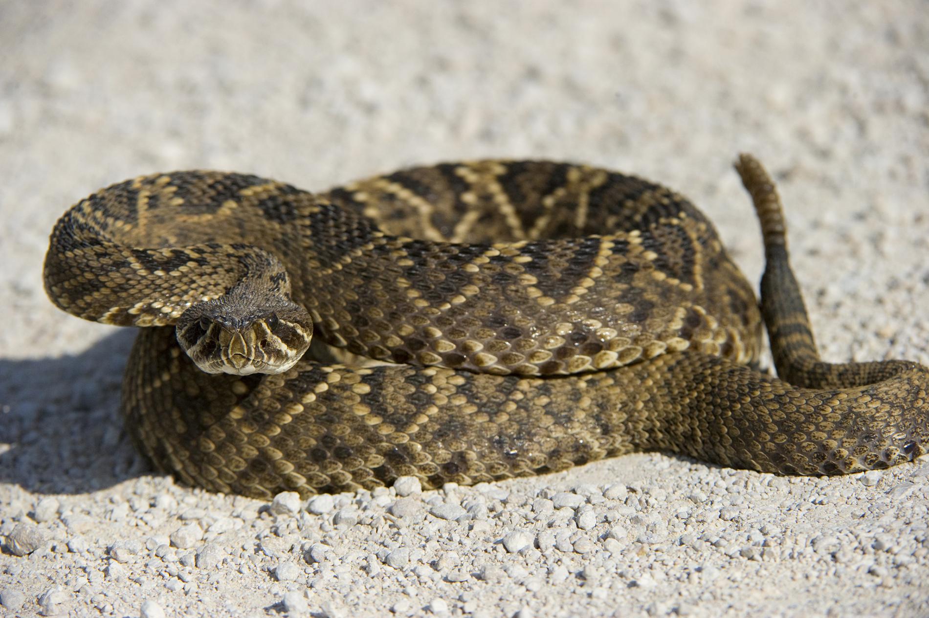 12 Great North American Rattlesnakes Found In The Wild | Reptiles' Cove