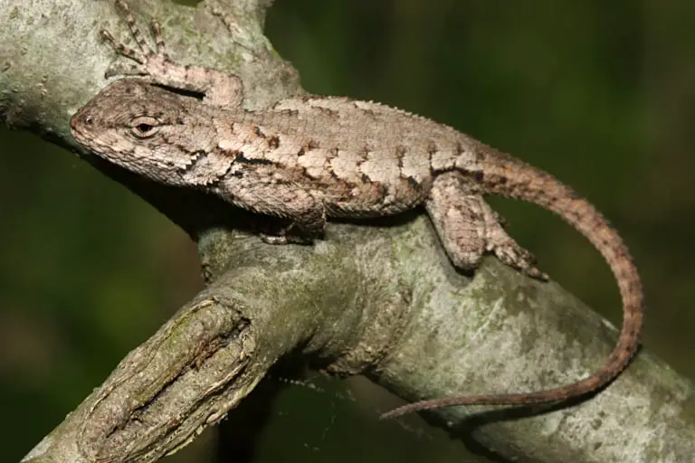 Eastern Fence Lizard Care Sheet Reptiles Cove