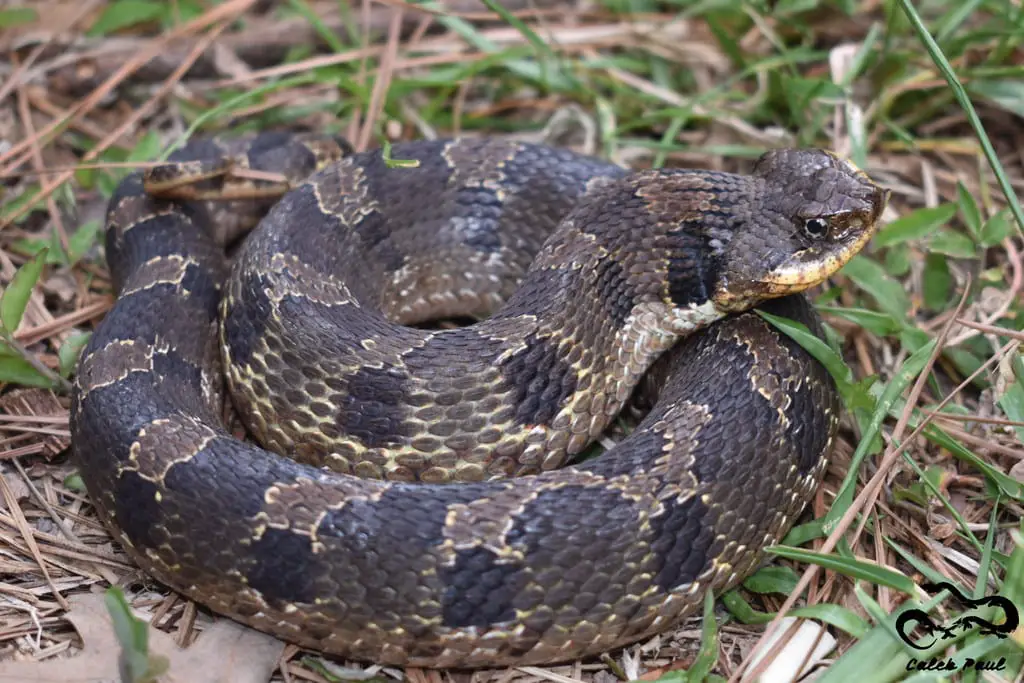 eastern-hognose-snake-care-sheet-reptiles-cove