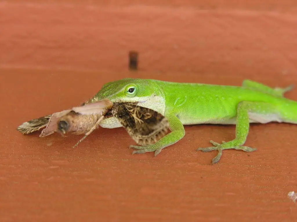 Take Care of Your Anole Lizard Like An Expert Reptiles' Cove