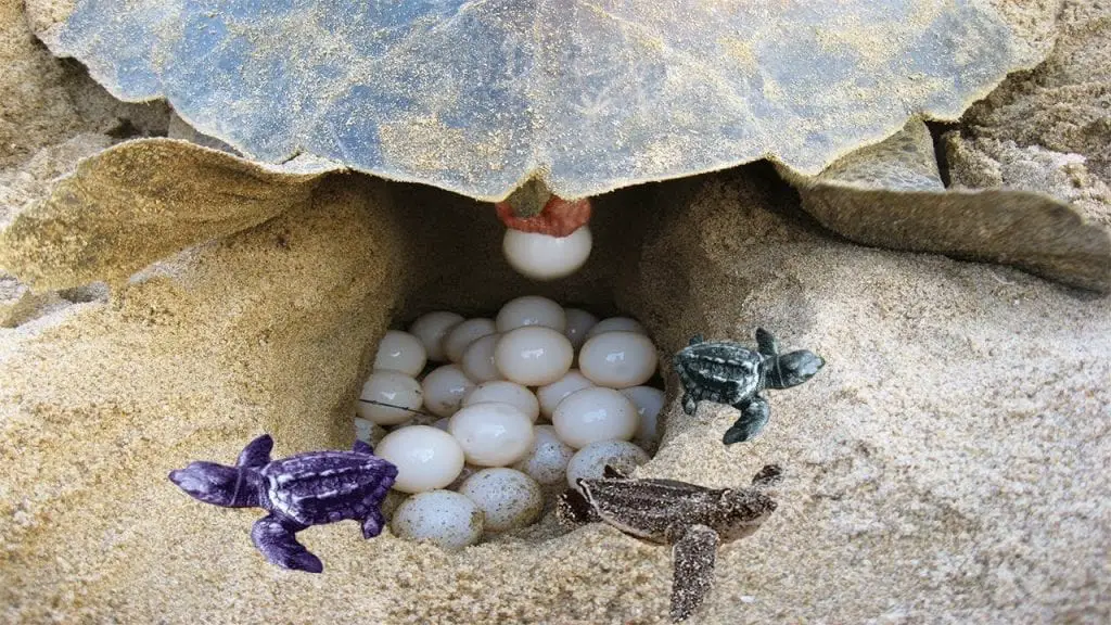 Turtle's Reproduction Facts A MustRead Reptiles' Cove