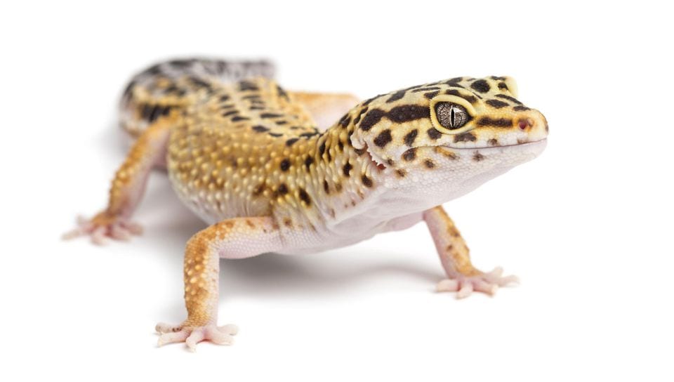 Why Geckos Love To Lick Their Eyeballs | Reptiles' Cove