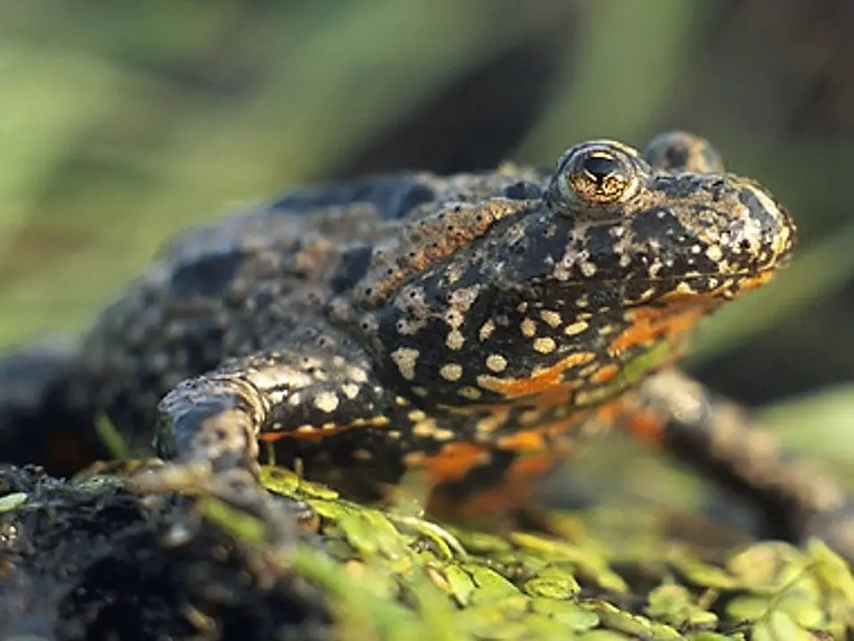 Feeding Your Frogs and Amphibians with the Right Foods Reptiles' Cove
