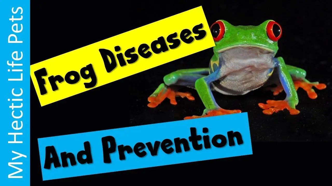 Keeping Your Frogs And Amphibians Away From Ailments | Reptiles' Cove