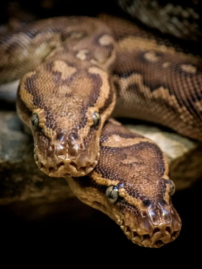 Angolan Python Care Sheet | Reptiles' Cove