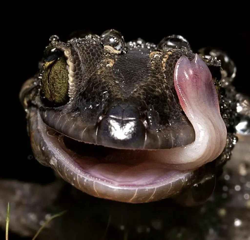 Why Do Geckos Lick Their Eyes?