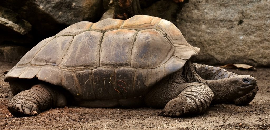 Description: Image result for sick tortoise
