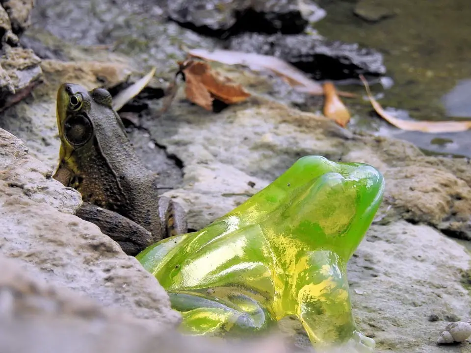 Different Types Of Glass Frogs