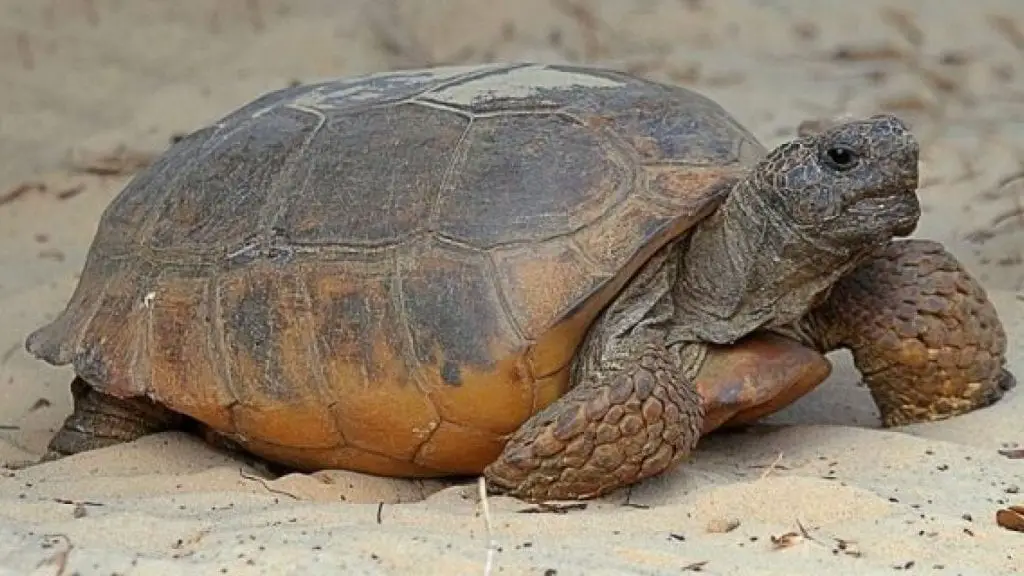 Gopher Tortoise Care Sheet Reptiles Cove