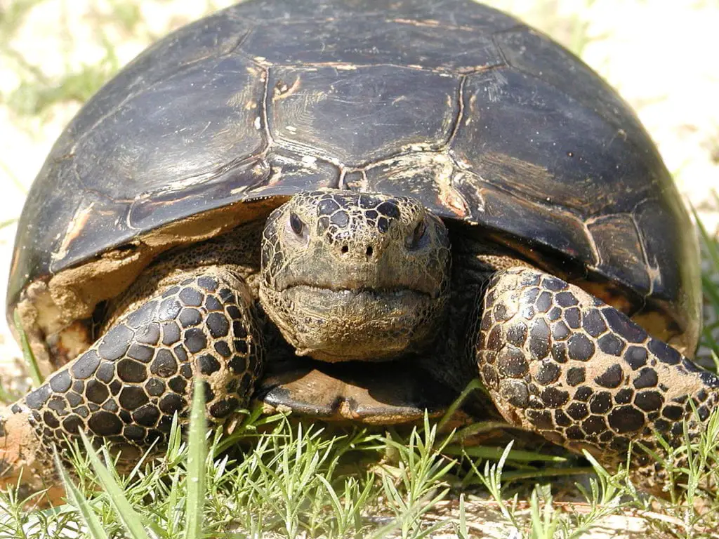 Can you keep a gopher tortoise as a pet