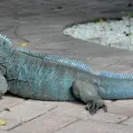 Grand Cayman Blue Iguana
