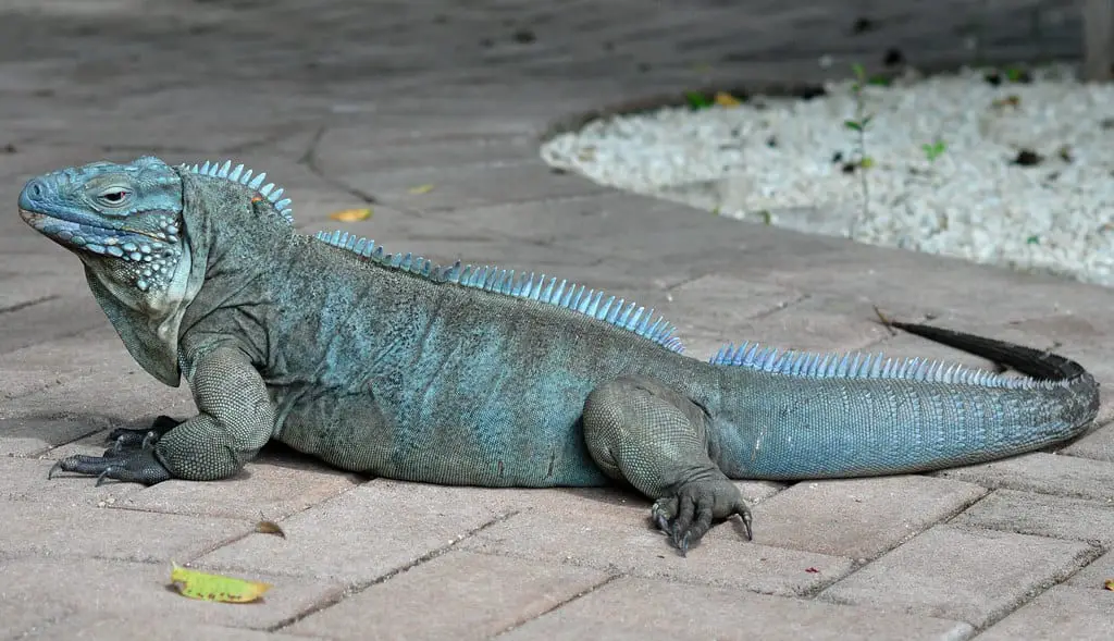 Grand Cayman Blue Iguana