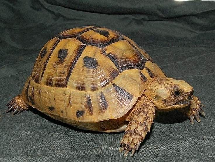 Greek Tortoise