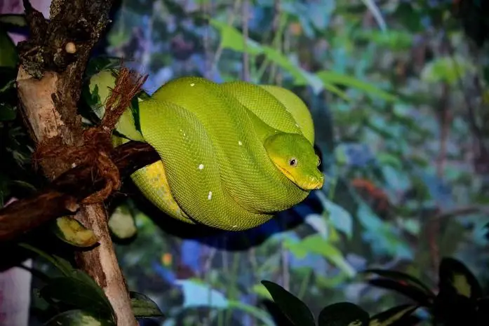 Animals, Nature, Snake, Tree Python, Green, Python